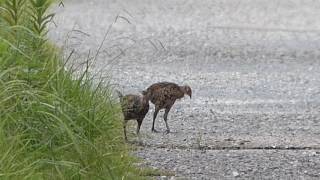 散歩中のキジの赤ちゃん　　20170727083840