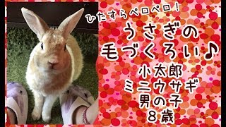 ひたすら毛づくろいするうさぎ・Rabbit grooming