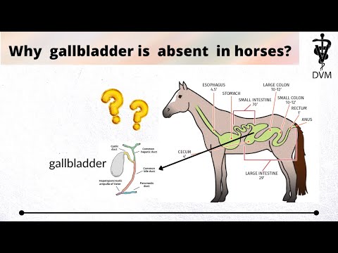 Why gallbladder is absent in horse rat and whale?