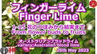 フィンガーライム finger lime 花と実について about flowers & fruits 花から実になるのは何％？ How many % become flowers to fruits