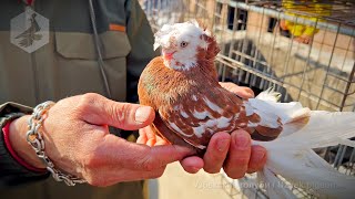 The bird market of Tashkent - Pigeons (02.11.2024)