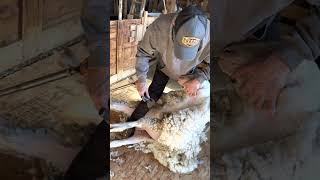 Slow Shearing - Shearing a Sheep 🐑 Slowly