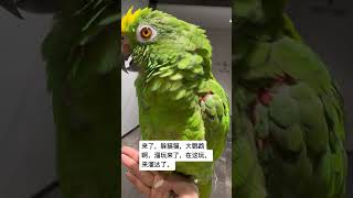 大鹦鹉 鹦鹉列 小鸟成精了 我的萌宠 萌宠鹦鹉