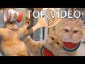 my top video，How do you like it? #exlittlebeans #funnycat