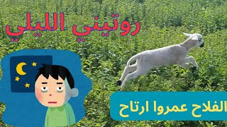 روتيني الليلي مع الغليمة 🐏🐑لفلاح عمروا ارتاح ليل او نهار