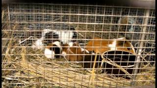 モルモットの赤ちゃん guinea pig baby