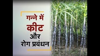 Krishi Darshan | कृषि दर्शन - गन्ने में कीट और रोग प्रबंधन