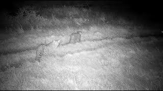 Djuma: Leopards-Tlalamba female and her two cubs head to tree in corner of dam - 03:55 - 04/26/2022