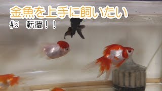 金魚を上手に飼いたい　#5 転覆！！