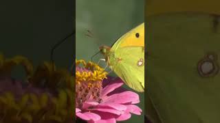 butterflies nature sounds tropical jungle #nature #bird #tropical #jungle #relaxation #relaxing