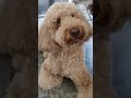 labradoodle whistle response short shortvideo asmrvideo labradogs