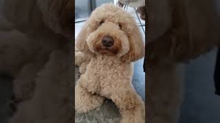 Labradoodle Whistle Response #short #shortvideo #asmrvideo #labradogs