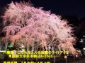 20１５年東京都内 夜桜ライトアップお花見名所 going to see cherry blossoms at night visit tokyo