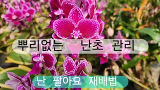 뿌리없는 난초 관리팁    난팔아요 재배법