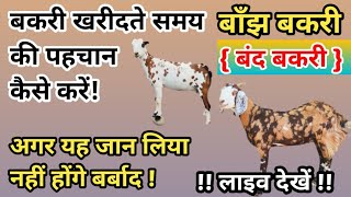 बंद बकरी या बाँझ बकरी की पहचान कैसे करें/रिपीटर बकरी की पहचान/Bakri Palan kese kare#goatfarming#farm