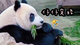 圓仔吃竹葉定格好幾秒，模樣超可愛|熊貓貓熊The Giant Panda Yuan Yuan and Yuan Bao|台北市立動物園