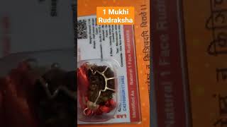 1 Mukhi Rudraksh/ 1 face rudraksha