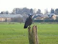 choucas des tours jackdaw