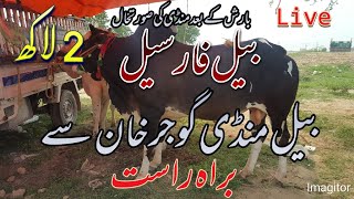 🔴Live From Gujar Khan Bull Mandi |بیل منڈی گوجرخان |