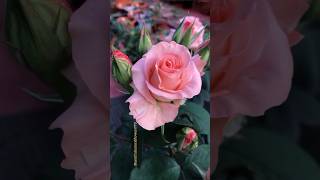 #beautiful pink Rose #flowers #rose #shorts