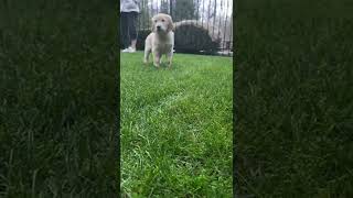 Adorable Golden Retriever puppy exploring her new backyard