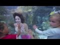 watch mermaids at the new orleans aquarium