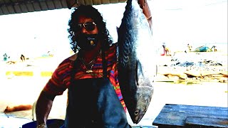 Mackerel Tuna Cutting | Fishing Cutting Skills Sri lanka