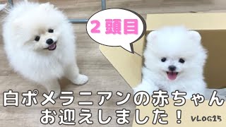 ポメラニアンの子犬をおむかえしました｜ころすけがお兄ちゃんに！｜Vlog#15