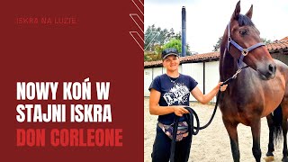 NOWY KOŃ w Stajni Iskra | Don Corleone