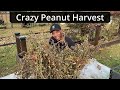 crazy peanut harvest