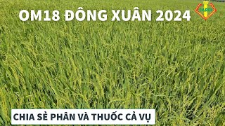 DÀN OM18 KHỦNG: ĐÙM BÔNG, BÔNG TO VÀ CÔNG THỨC PHÂN - THUỐC CẢ VỤ