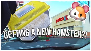 GETTING A HAMSTER 🐹✨| cage setup, supplies haul