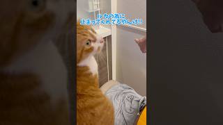 〜ルカは役立たず〜の巻🐾