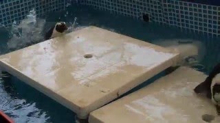 溺れるペンギンを飼育員が助けるか？The penguin which is drowned