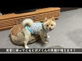 大好きな実家に帰省した愛犬がこうなりました…笑