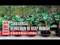 CARA CERDAS BERKEBUN DI ATAP RUMAH