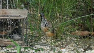 Playtube Pk Ultimate Video Sharing Website