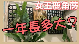 女王鹿角蕨一年可以長多大（室內養植）