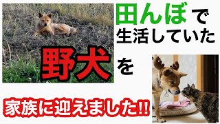 【陸ちゃん】田んぼで生活していた野犬を家族に迎えました　〜この手で抱きしめるまで〜