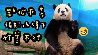 圓寶喜歡吃點心，圓寶說：點心多多益善|熊貓貓熊The Giant Panda Yuan Yuan and Yuan Bao|台北市立動物園