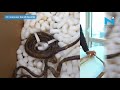 This is how they cut ‘World’s longest Nails’