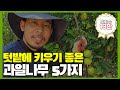 텃밭에 키우기 좋은 과일나무 5가지! / 주말농장 추천 유실수!