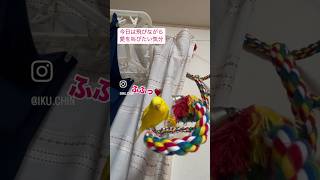 飛びながら愛を叫びたいインコさん#インコおもしろ #お喋りインコ動画 #お喋りインコ #癒し #黄色いインコ #birds #ショート動画 #セキセイインコ