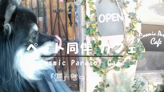 【ポメラニアンの福】570 ペット同伴 カフェ「Cosmic Parasol Cafe」・Outing spot 10