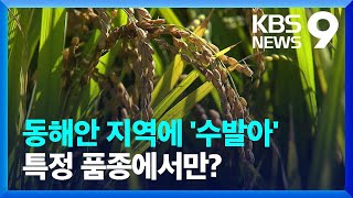 추석 앞두고 영동 벼 ‘수발아’ 발생…품종 탓? [9시 뉴스] / KBS  2023.09.24.