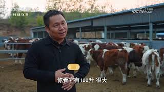 《共富经》 20241203 伊河岸边牛儿欢 | 农业致富经 Agriculture And Farming