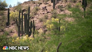 Triple-digit temperatures threatening saguaro cacti in Arizona