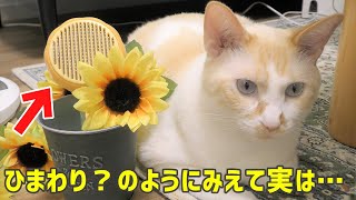 【オススメ】見た目も機能性も抜群！猫ブラシ紹介