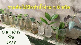 อาณาจักรพืช | EP.38 รวมต้นไม้ปักชำน้ำง่ายๆ 6 ชนิด