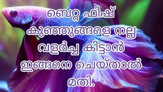 ബെറ്റ ഫിഷ് കുഞ്ഞുങ്ങളുടെ നല്ല വളർച്ചയ്ക്കു മാറ്റി ഇട്ടു വളർത്താം | betta fish breeding malayalam